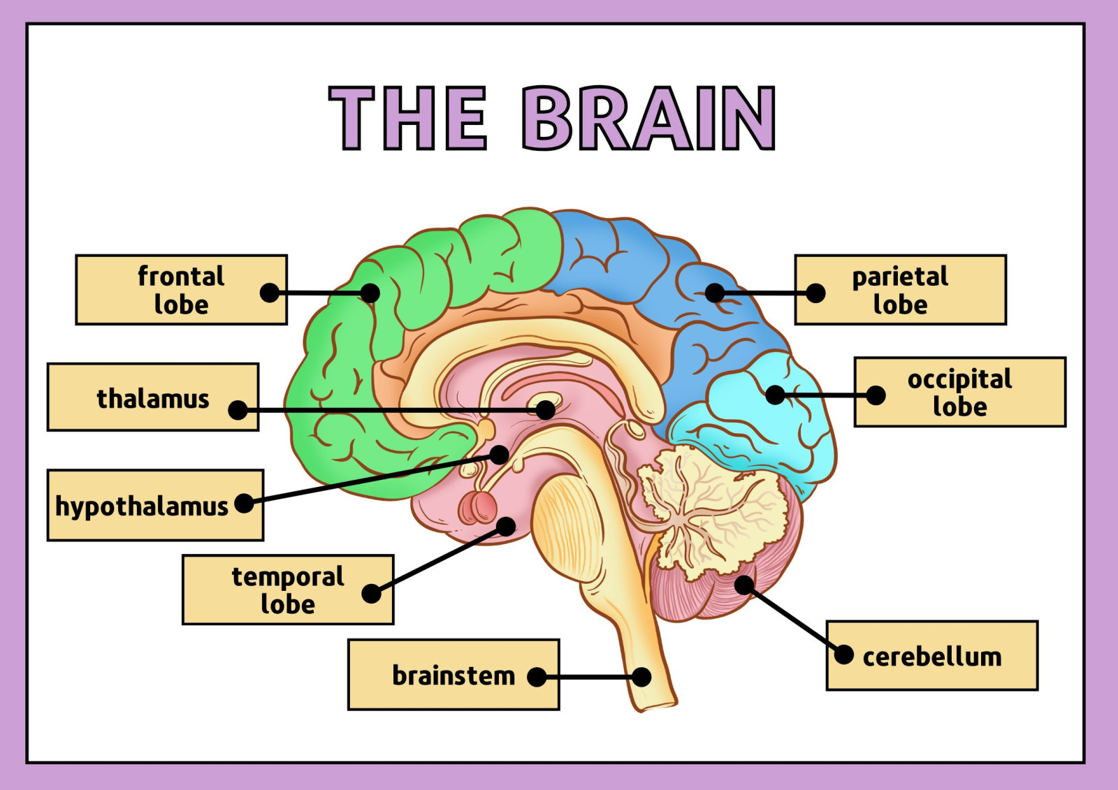 Brain Health