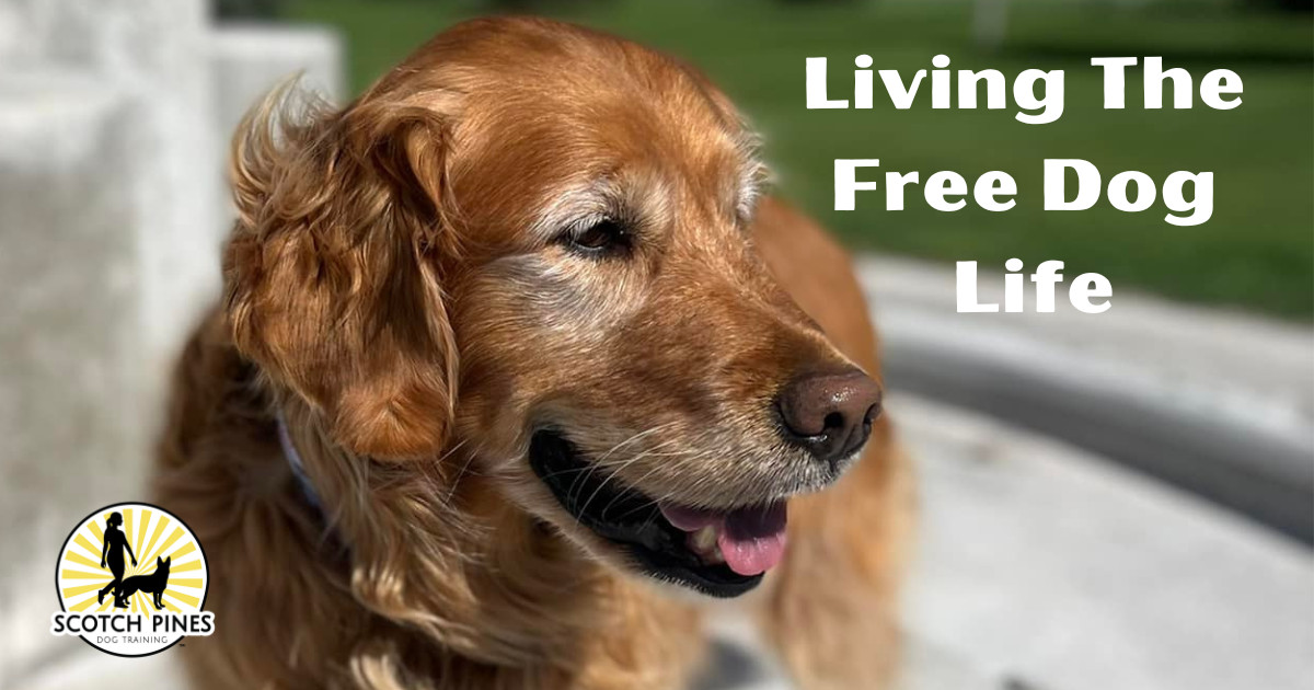The Importance of “Free Dog” on Walks with Your Dog