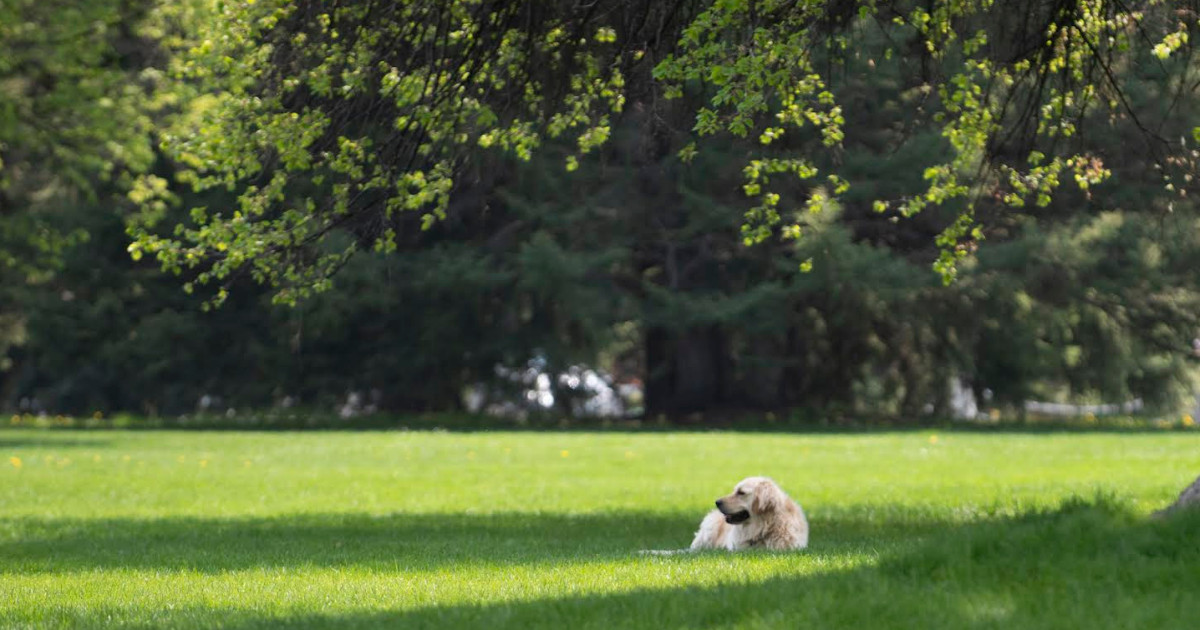 Embracing the Journey of Bonding with Our Canine Companions