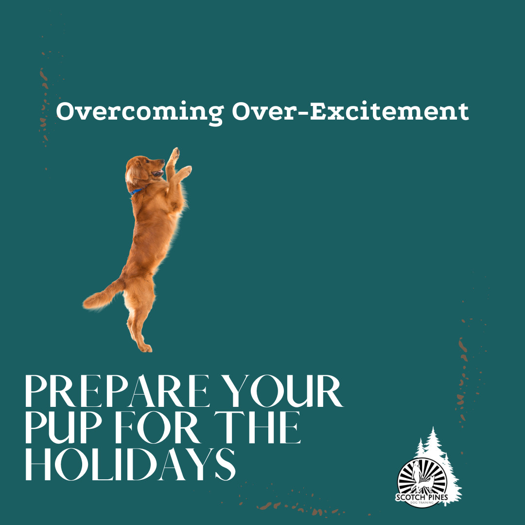 Overcoming Over-Excitement: A Guide to a Calmer Canine During Festivities