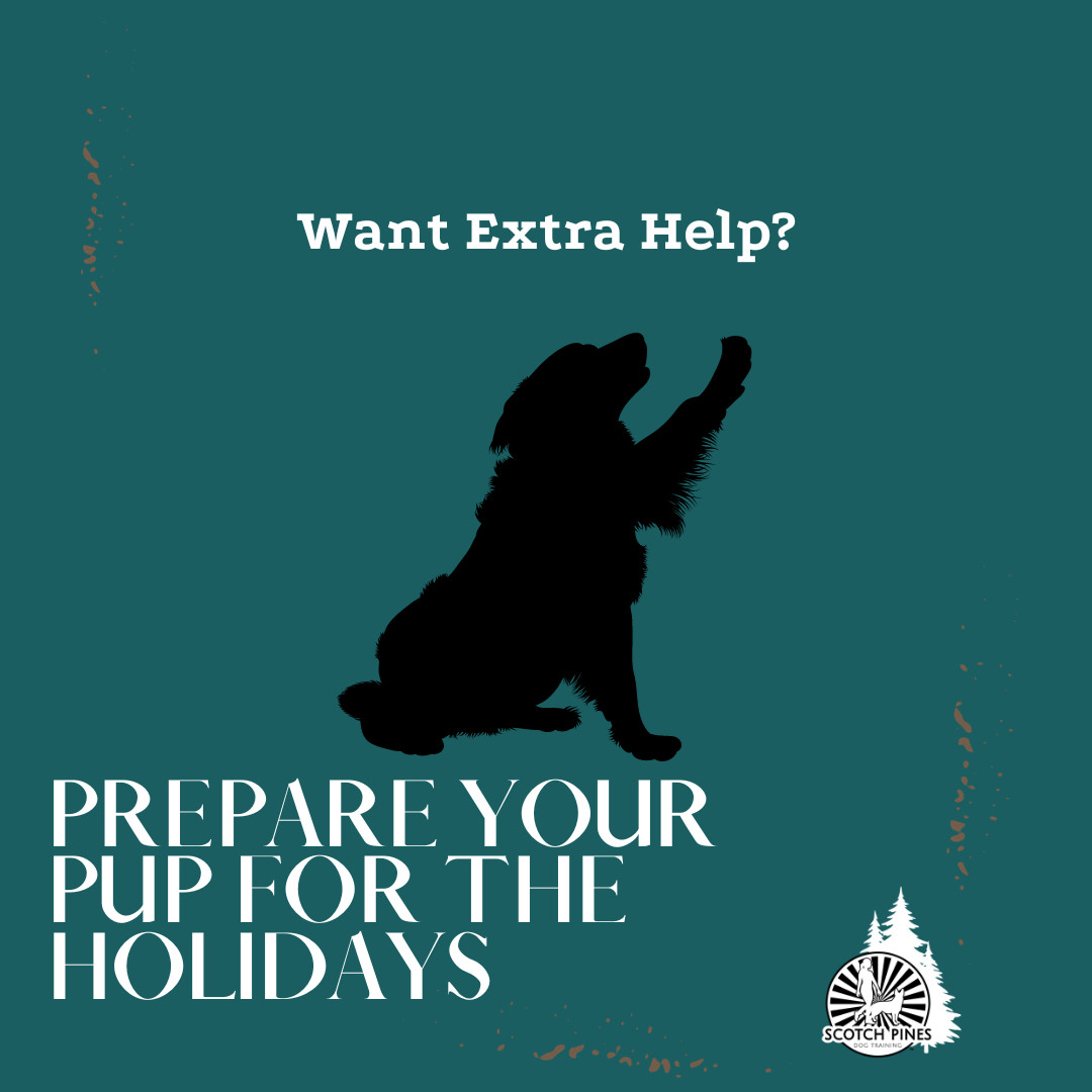 Get your Pup Ready for the Holiday Season with a step by step guided program-- starting soon
