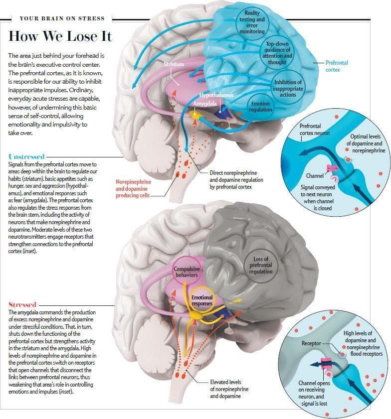 The Neurobiology of Trauma: Understanding the Impact on the Brain and Body