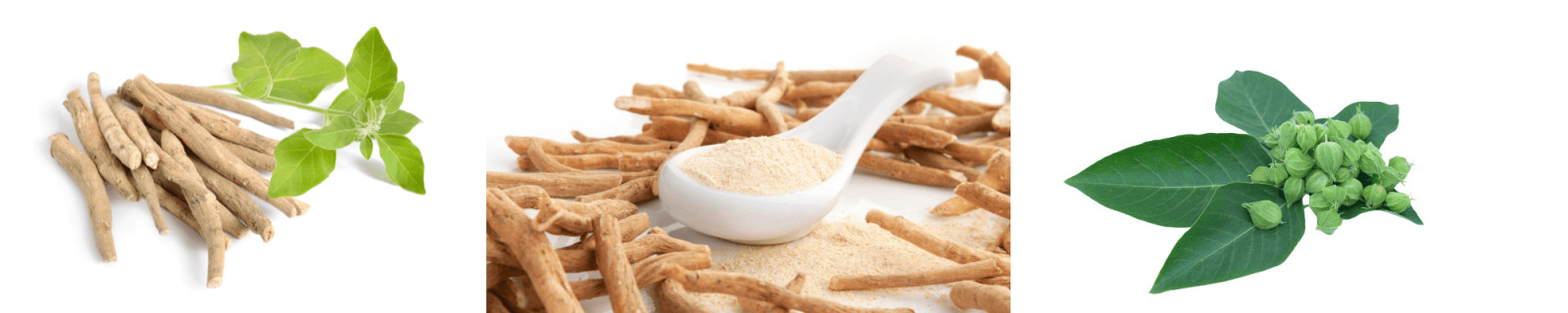 Ashwagandha & Midlife Resilience: The Science Behind the Ancient Adaptogen