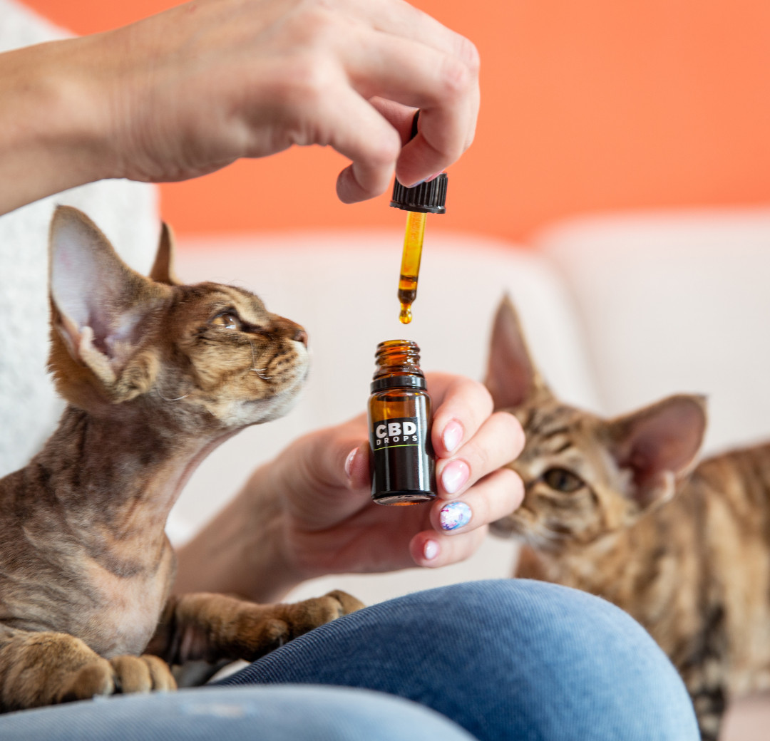Cannabinoids for your Pet