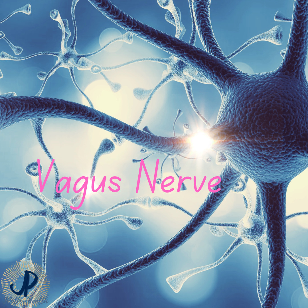 Unveiling the Vagus Nerve: Revealing its Role in Calming our Fight-or-Flight Response