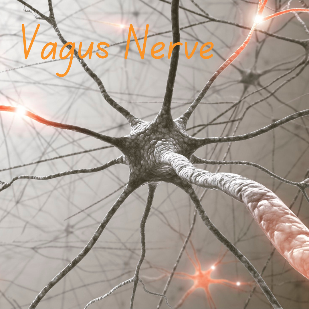 Harnessing the Power of the Vagus Nerve: Science-Backed Techniques to Calm Anxiety