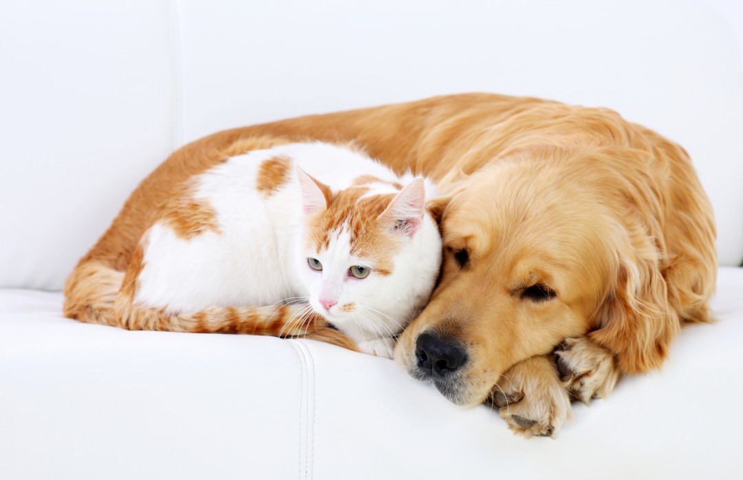 How Nervous System Regulation Supports Calm Behavior in Pets