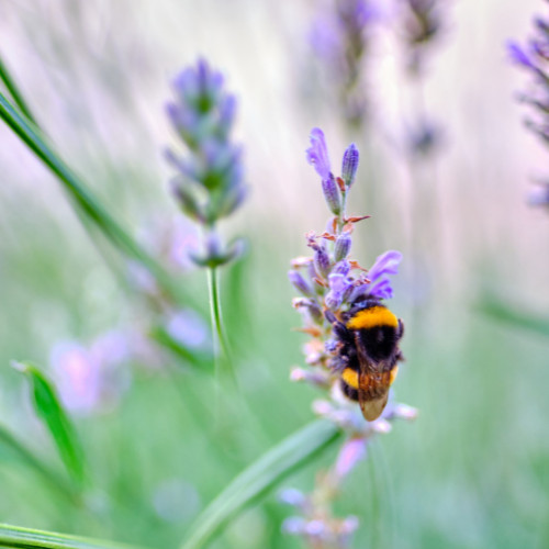 Sweet Dreams and Busy Bees: The Power of Sleep for Holistic Wellness