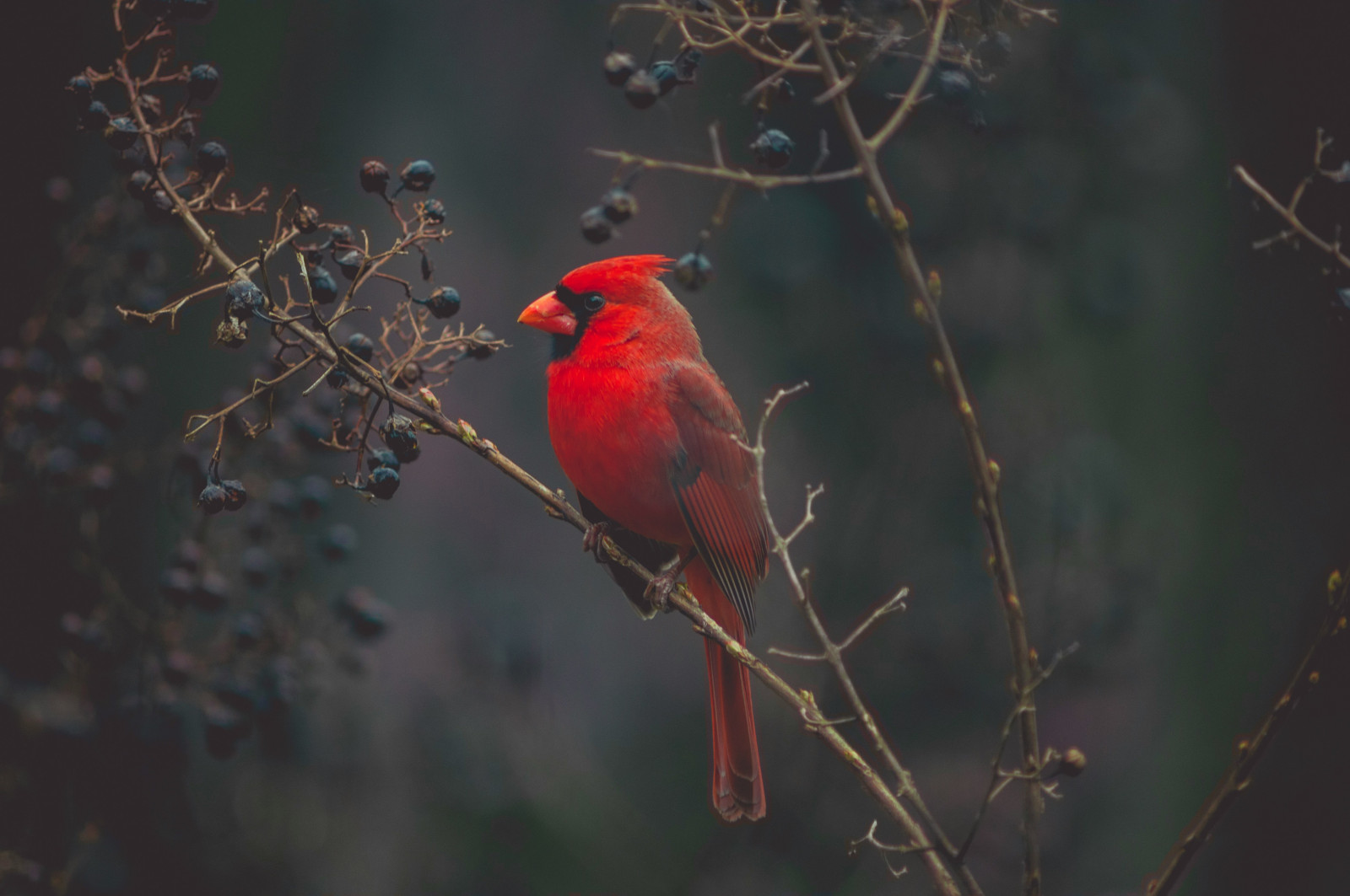 The Spiritual Significance of Feathers, Coins, Cardinals, and Other Signs from Divine Loved Ones