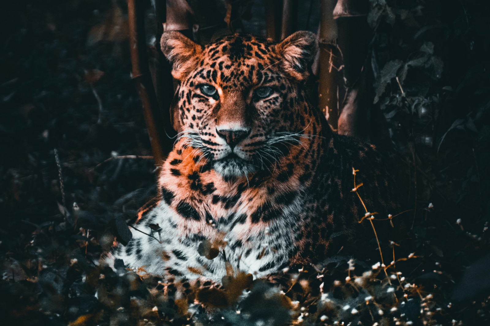 Animal Spirit Guides: Common Animal Symbols in Dreams and Their Spiritual Meaning