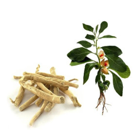 Ashwagandha aka 'Junior Ginseng'