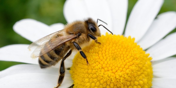  The Bee & the SUV: Emotional Regulation and ADHD Decision-Making