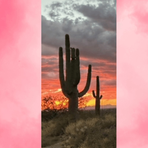 How to Stand - Lessons From the Mighty Saguaro Cactus