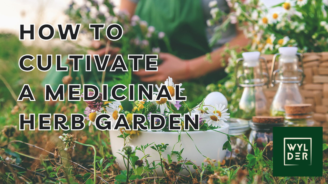 Unlock Nature's Pharmacy: How to Cultivate a Thriving Medicinal Herb Garden at Home 