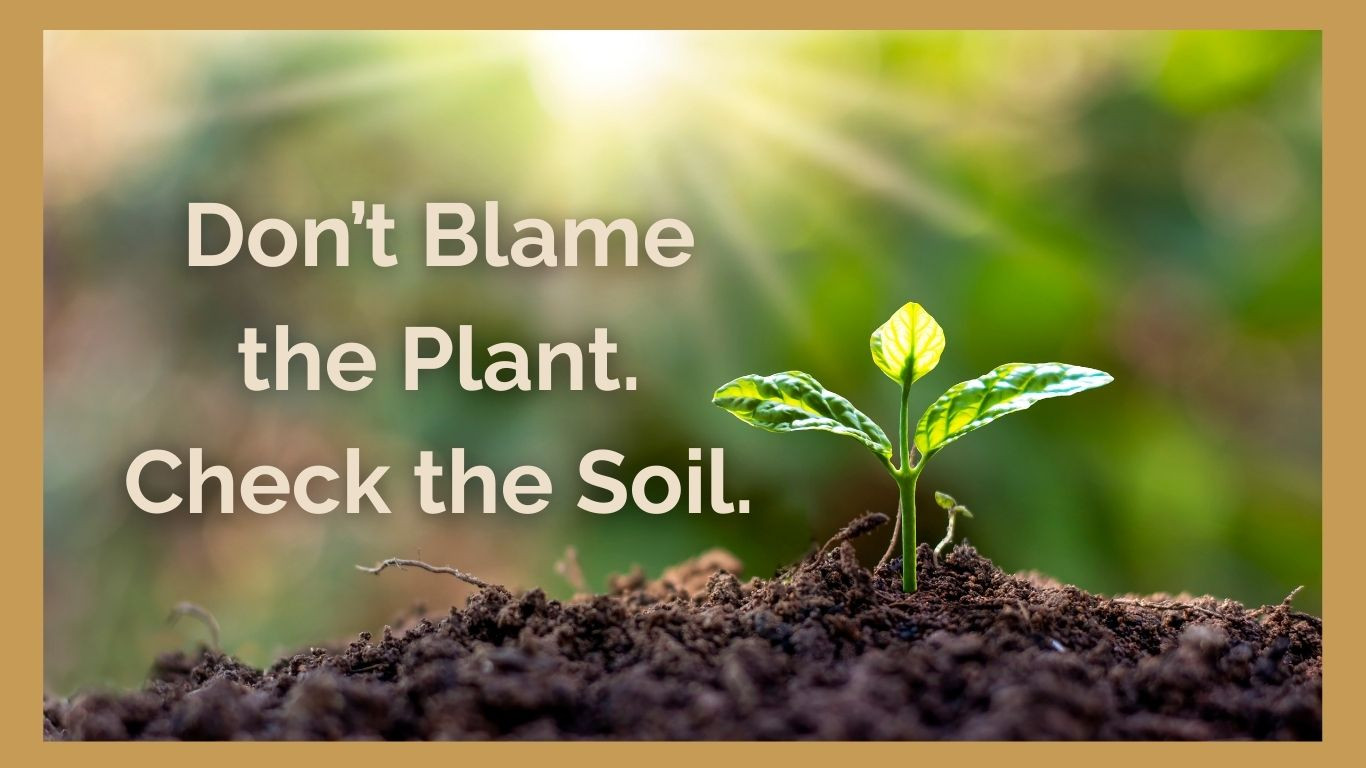 Check the Soil; Don't Blame the Plant