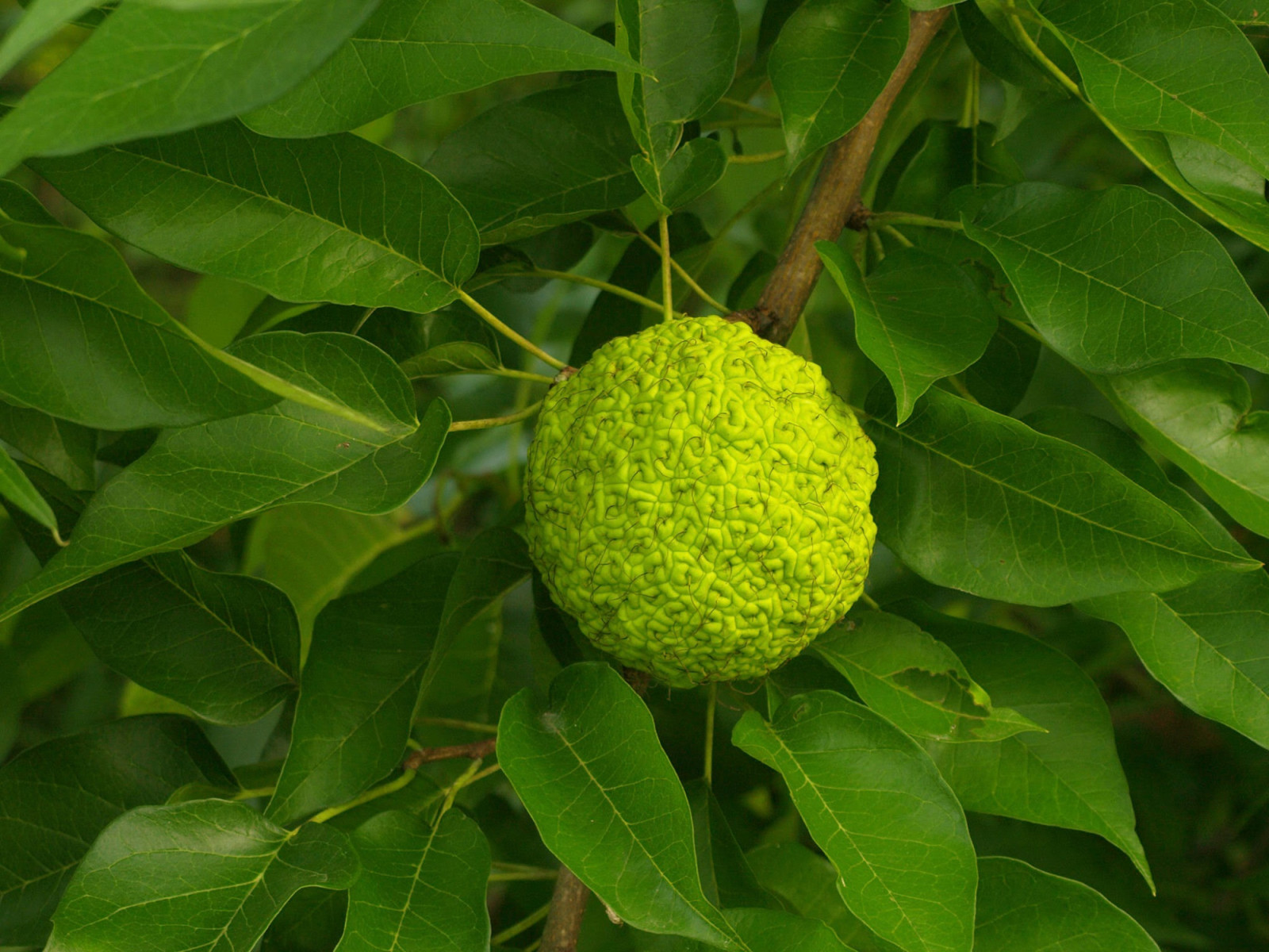 Pomifera Oil