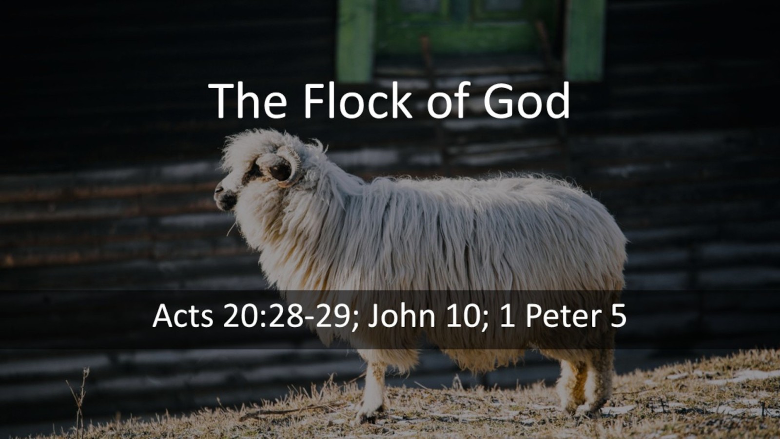 Great Metaphors of the Church- The Flock