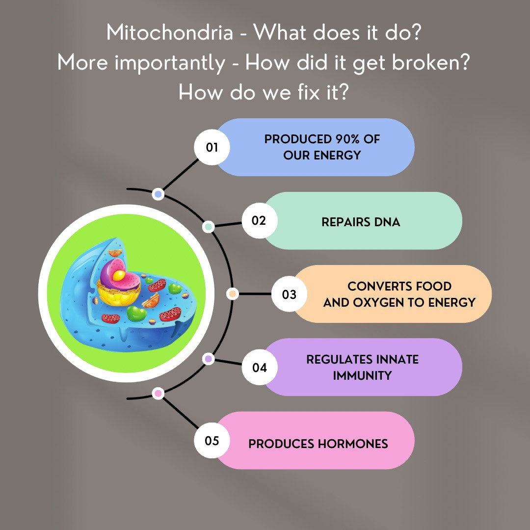 The Mighty Mitochondria 