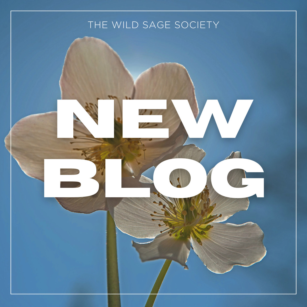Reclaiming Pleasure, Confidence, and Connection: A Midlife Awakening with Dr. Tina Schermer Sellers