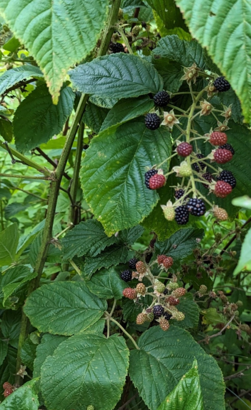 The Beauty of Blackberries 