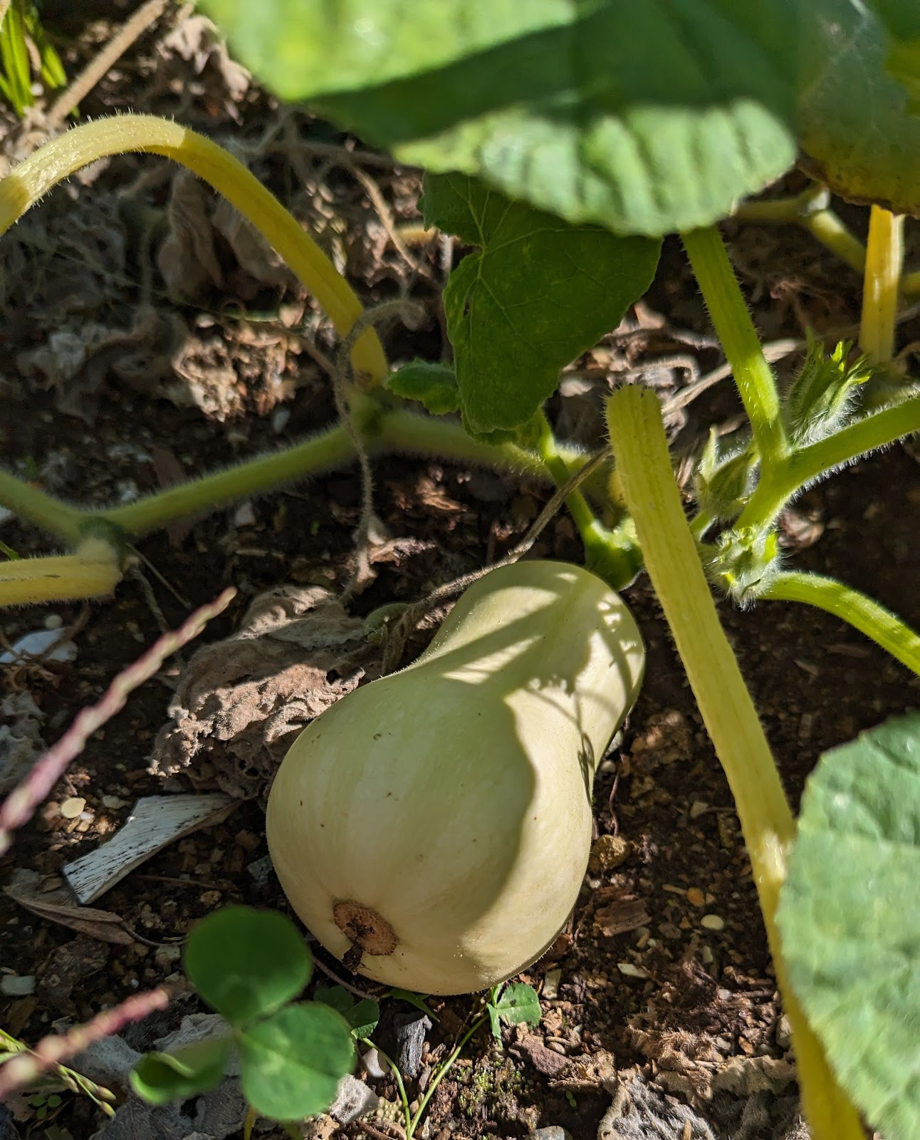 Plant Spotlight SQUASH