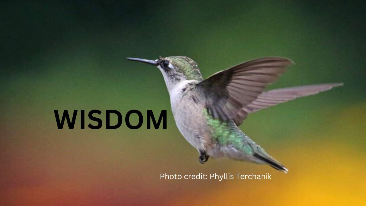 Folly versus Wisdom