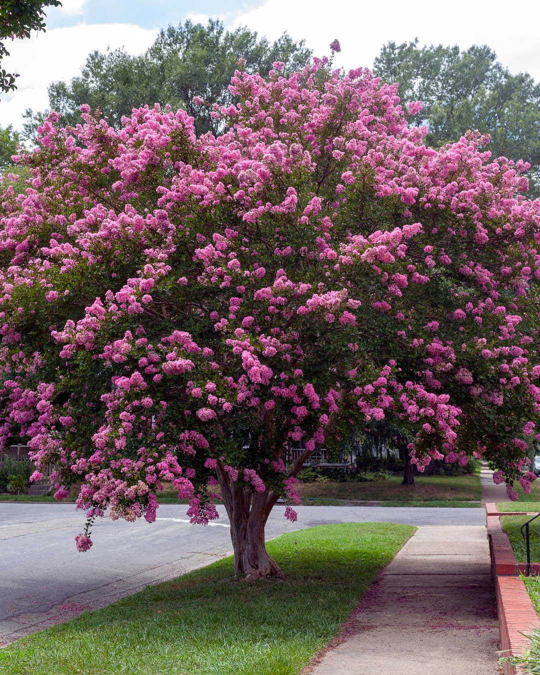The Art of Caring for Your Crepe Myrtle: Lessons in Life and Gardening