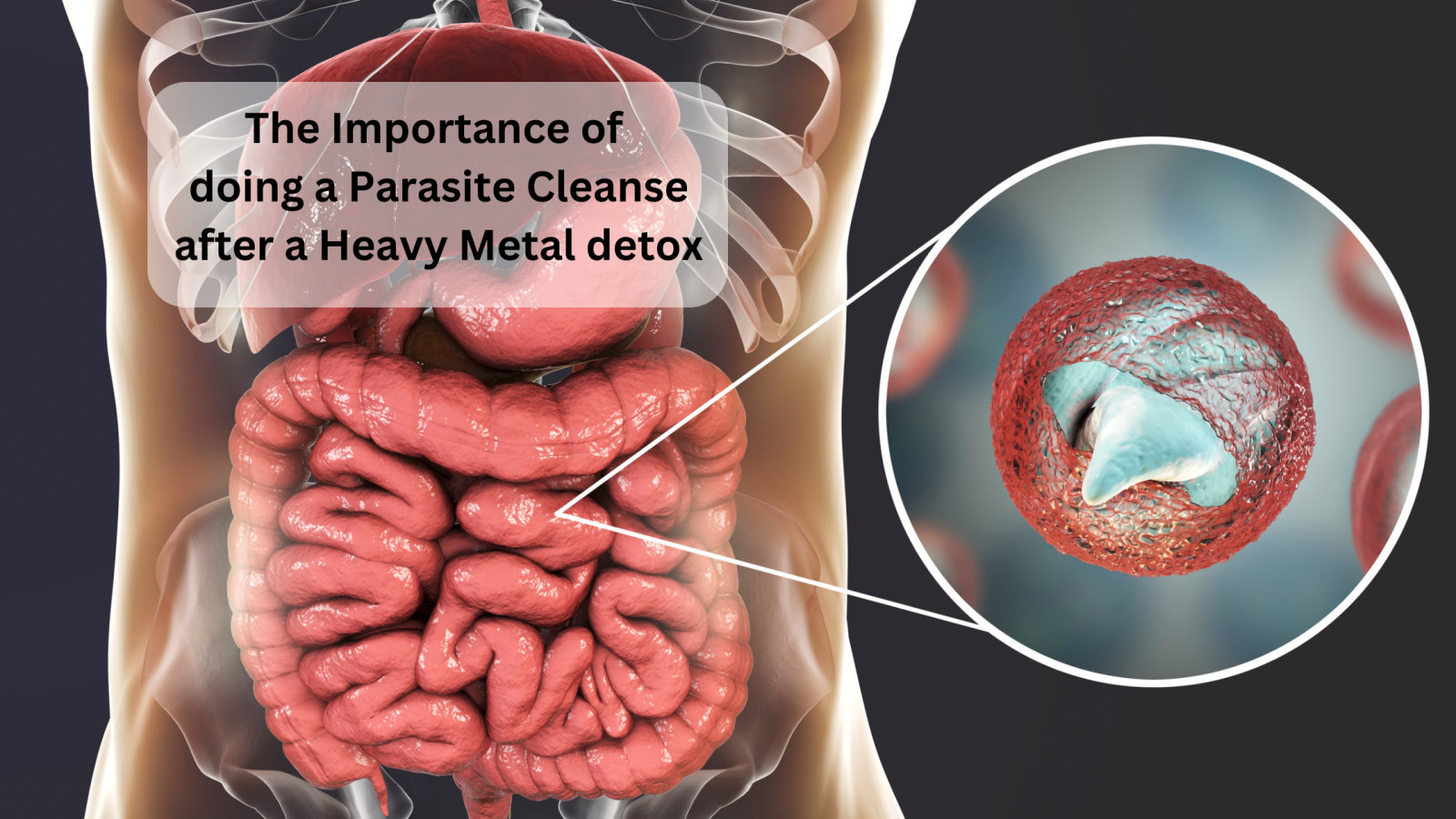 The Importance of Doing a Parasite Cleanse After a Heavy Metal Detox