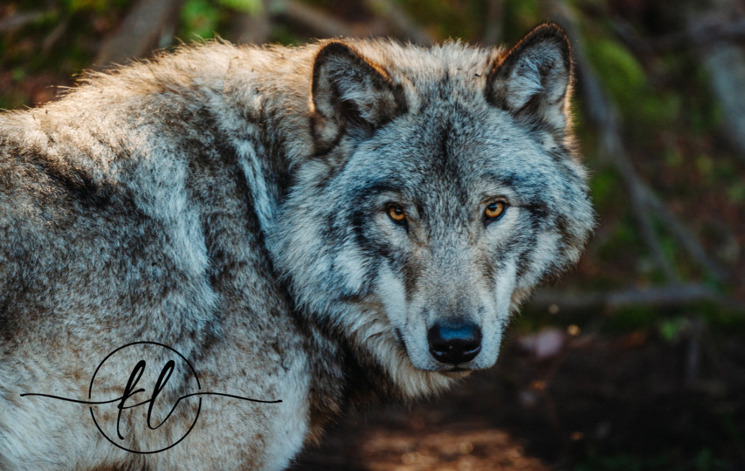 Embracing the Wild Wolf Within: Balancing Your Inner Authority and Playfulness